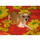 Sonnenschein, Chihuahua kurzhaariger Schlag - Hündin