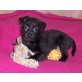 Sonnie, Yorkshire-Zwergschnauzer-Mix Welpen - Rüde