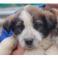 Sonny, Pyrenäen Berghund Mix Welpen - Rüde