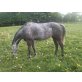 Sonny Serenade, Quarter Horse - Stute