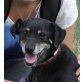 Sony, Pinscher Mix - Rüde