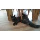Sony und Valaya, Maine Coon - Katze