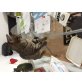 Sophia, Europäische Kurzhaarkatze - Katze