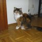 Sophia, Langhaar-Mix - Katze
