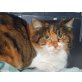 Sophia, Sophia sucht ein schönes zuhause - Katze
