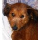 Sophie 3, Yorkie-Dackel-Mischlingshündin - Hündin
