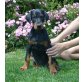 Sophie, Dobermann Welpen - Hündin