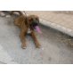 Sophie, Familie zum kuscheln und lernen gesucht! Welpen - Hündin