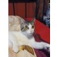 Sophie, Katzenmix - Katze