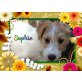 Sophie, Parson Terreier Mix - Hündin