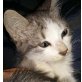 Sophie, keine Vermittlung in Einzelhaltung - Katze