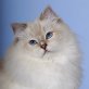 Sophie und Othello, Ragdoll - Kater