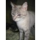 Sophira, Siammischling - Katze