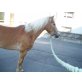 Sopran/T, Haflinger - Stute