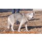 Sora, Husky - Hündin