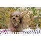 Sora, Sora - Lhasa Apso-Mix  - Hündin