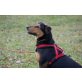 Sora, junger, Schäferhund-Mischling - Hündin