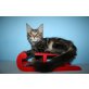 Soraja A Star Coon, Maine Coon - Katze