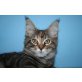 Soraja A Star Coon, Maine Coon - Katze
