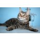 Soraja A Star Coon, Maine Coon - Katze