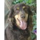 Soraja - ist schon gut erzogen!, Cocker-Spaniel - Hündin