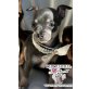 Soraya, Chihuahua kurzhaariger Schlag - Hündin