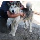 Sorbeta, mit dem Gespür für Schnee, Husky-Mix Welpen - Hündin