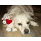 Sorka, Sheltie-Spitz-Mix - Hündin