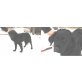 Soron, Retriever-Mischling - Rüde