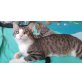 Soso, Mischling - Kater