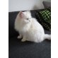 Sowy, Perser - Katze