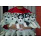 Sozialisierte Sibirische Husky-Welpen, Siberian Husky - Hündin
