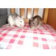 Spacy & Gracy, 1 Farbratte & 1 Husky-Ratte - weiblich