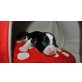 Spalt Biewer Yorkshire T. /Shi Tzu = SHIBIE - Rüde