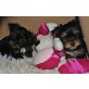 Spalt Biewer Yorkshire Terrier - Hündin