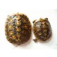 Spaltenschildkröten