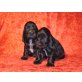 Spaniel Hündinnen & Rüden, Englischer Cockerspaniel Welpen - Hündin