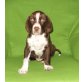 Spaniel mit Labrador Mischling Welpen - Rüde
