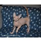 Sparklingspirit Diabolo, Don Sphynx - Kater