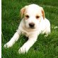 Sparky, HirtenhundMischling Sparky Welpen - Rüde