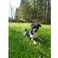Sparky, Jack-Russell-Terrier - Rüde