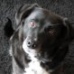 Sparky, Labrador Border Collie Mix - Rüde