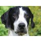 Sparky, auch als Anfängerhund geeignet - Rüde