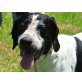 Sparky, sucht menschliche Nähe - Rüde