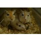 Speedy, Fussel und Herbert, Rennmäuse - männlich