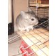 Speedy & Gonzales, Langschwanzchinchilla - männlich