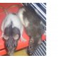 Speedy, Leila, Lusi, Hausratte - weiblich