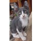 Speedy, Mischling - Kater
