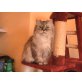Speedy, Perser Silber - Katze