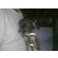 Speedy, Yorkshire-Terrier/Zwerdackel Mix Welpen - Rüde